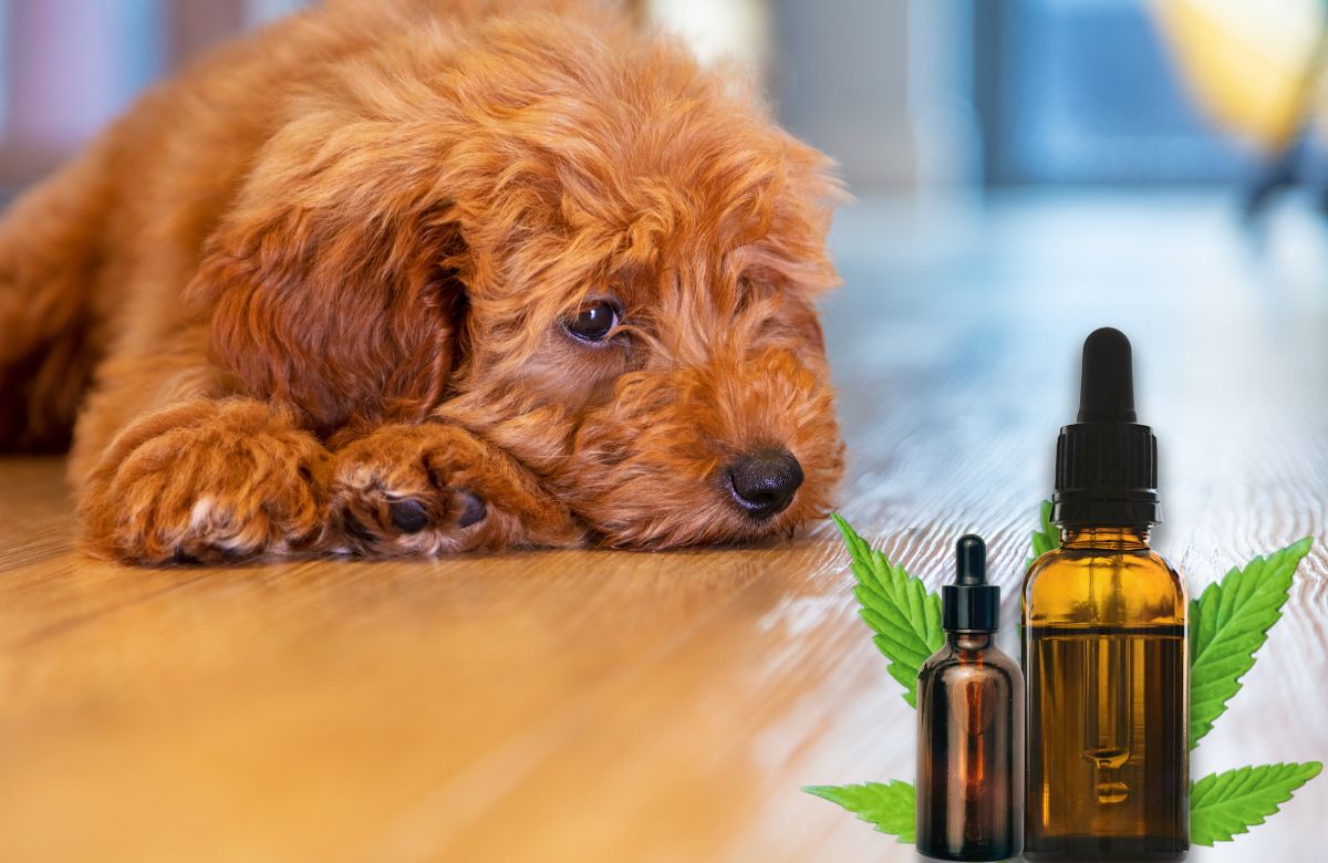 cbd for dogs